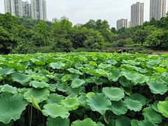 -龙头寺公园