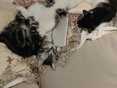 -创凡宠物医院·骨专科  猫科中心(西乡分院)