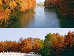 -上海海湾国家森林公园