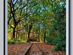 -上海共青森林公园