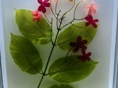 -广东中医药博物馆
