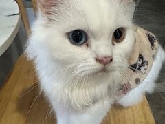 -楼上猫咖(罗湖店)