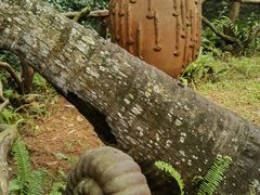 -海南热带野生动植物园