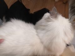 -松果猫咖(桐乡吾悦金街店)
