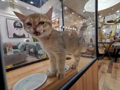 -袖虎·猫馆(体育西路店)