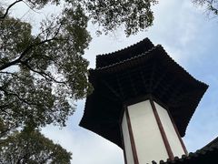 -上海佘山国家森林公园天马山园