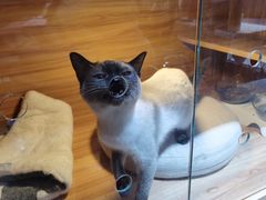 -喵百万·布偶·蓝金金渐层英短·猫舍(百子湾店)