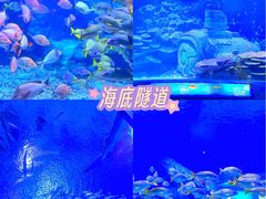 -海合安武汉极地海洋公园