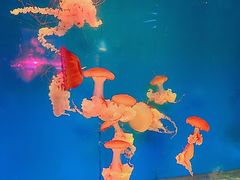 -南昌融创海世界