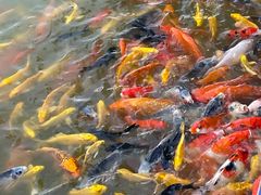 -祥源·阜阳生态乐园