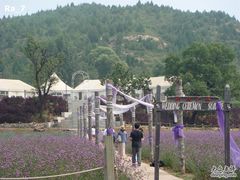 -紫海香堤香草艺术庄园