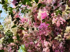 -深圳国际园林花卉博览园