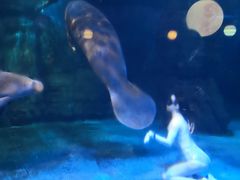 -烟台海昌鲸鲨海洋公园