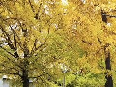 -四川大学(华西校区)