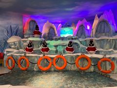 -帝企鹅自助餐厅•儿童岛•真企鹅(长隆企鹅酒店)