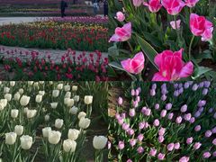 -石家庄市植物园