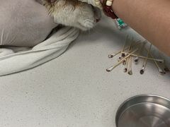 -北京观赏动物医院·24小时大型综合·猫专科·异宠专科