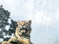 -西霞口神雕山野生动物世界