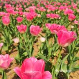郁金香