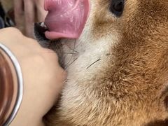 -柴犬高等学院·狗咖·柴犬售卖·宠物训练