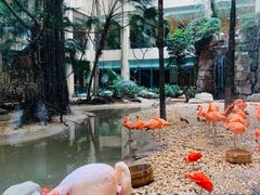 -麒麟中餐厅·经典粤菜·地道菜式老字号(广州长隆酒店)