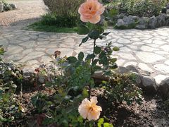 -东莞植物园