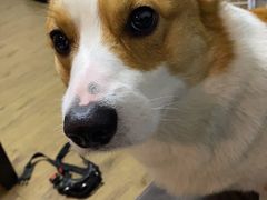 -宠福鑫康馨动物医院·骨科·眼科