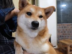 -柴犬高等学院·狗咖·柴犬售卖·宠物训练