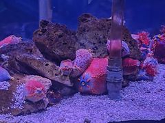 -太平洋海底世界