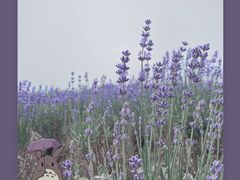 -大塘金香草谷