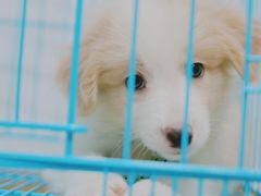 -翊宠yipet猫狗购宠庄园犬舍•猫舍