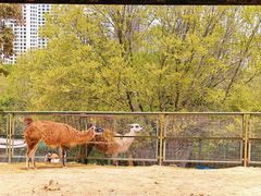 -青藏高原野生动物园