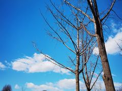 -大兴滨河森林公园