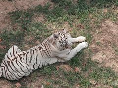 -西霞口神雕山野生动物世界