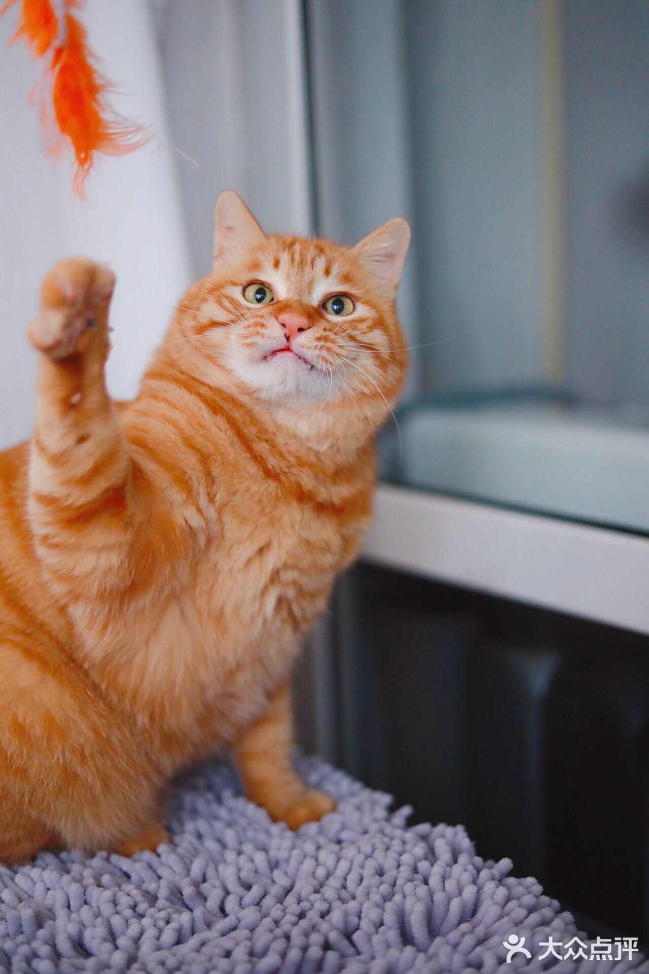 北京猫咪免费领养🐱胖大橘凰儿同学