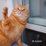 北京猫咪免费领养🐱胖大橘凰儿同学