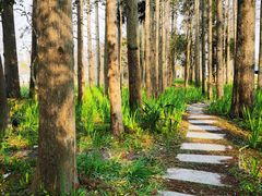 -上海长兴岛郊野公园