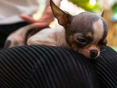 -藦茜花园宠物主题亲子互动体验馆(国顺东路店)