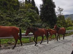 -武陵山森林公园