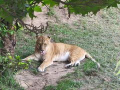 -西霞口神雕山野生动物世界