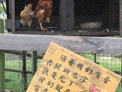 -田园东方蜜桃村的田野营地