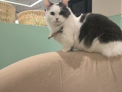 -怪兽屋·羊驼·猫咖·狗咖(俊华广场店)