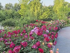 -莲花池公园