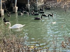 -长白岛森林公园