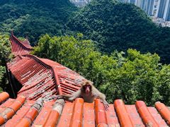 -黔灵山公园