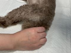 -爱侣宠医·鹦鹉专科·小型哺乳类·异宠专科(灵石路店)