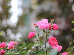 -贡湖湾湿地公园