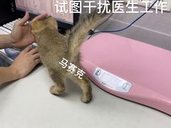 -芭比堂动物医院·心脏专科·夜诊·吉雅分院