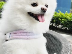 -momokira米努特·德文卷毛猫·棉花面纱犬