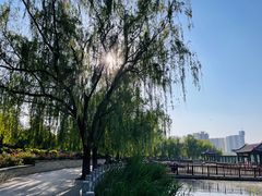 -莲花池公园